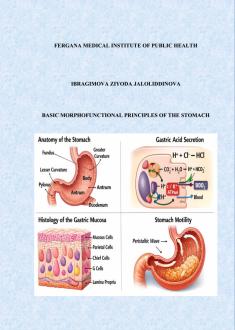 Basic morphofunctional principles of the stomach