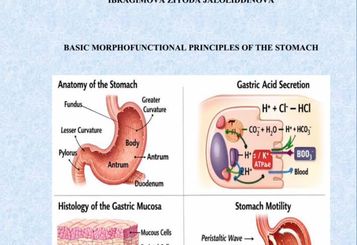 Basic morphofunctional principles of the stomach