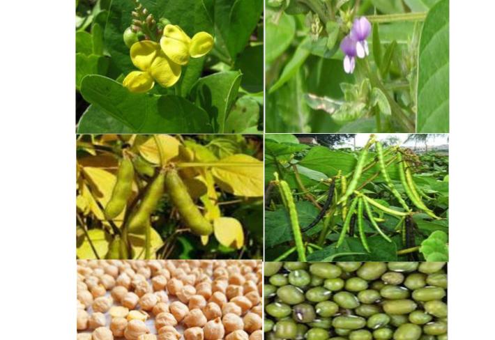 Dukkakli  o‘simliklarning  aminokislotalar tarkibini o’rganish