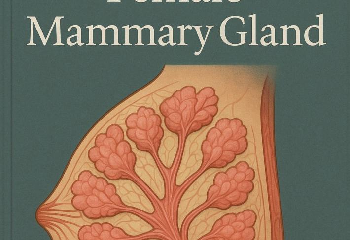 Morphology of the female mammary gland